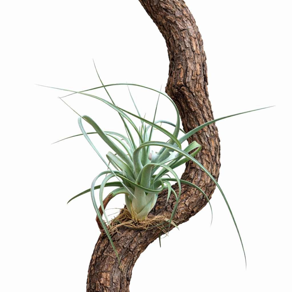 Tillandsia clario Luftpflanze mit schlanken grünen Blättern auf strukturiertem Holzast