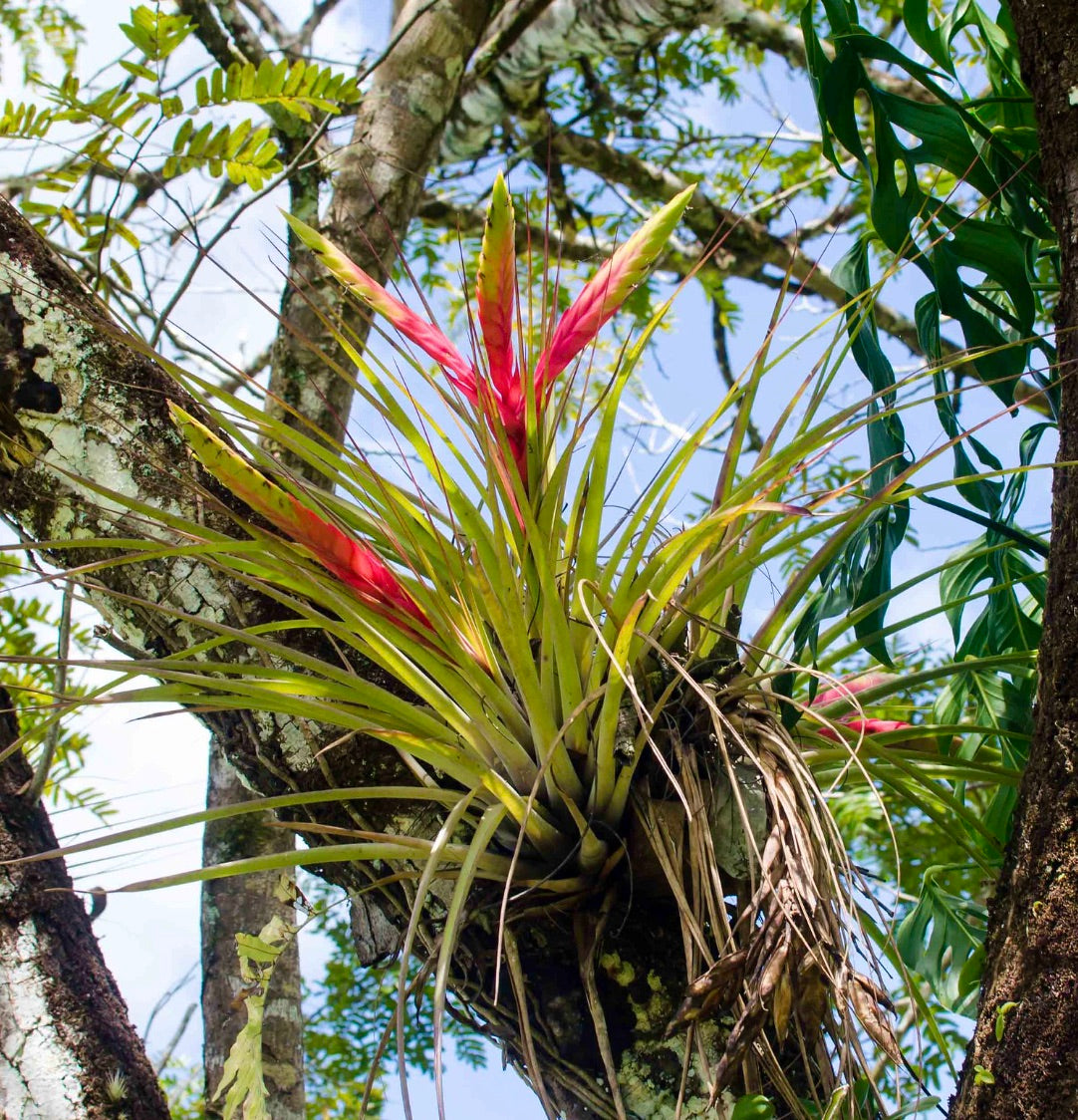 Tillandsia fasciculata epiphytic air plant with long green leaves and bright pink flower spikes