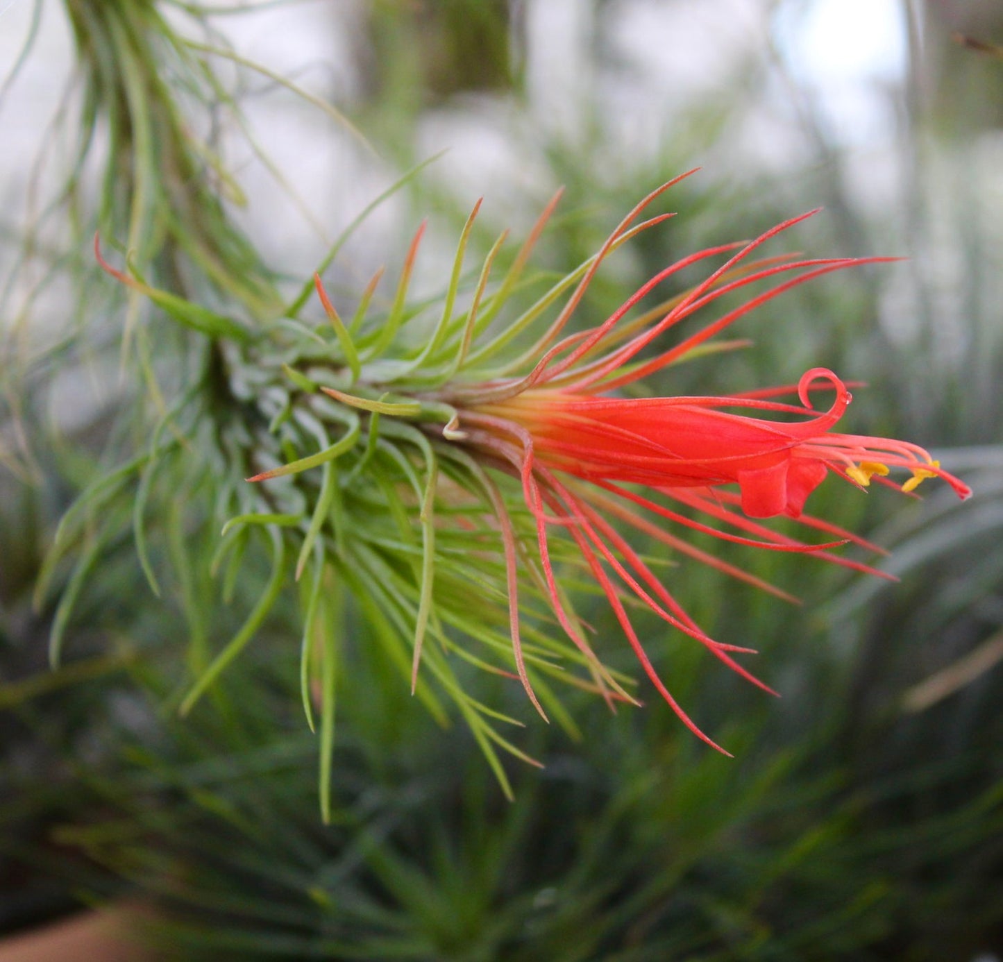 Tillandsia funckiana with slender green leaves and vibrant red tubular flower bloom