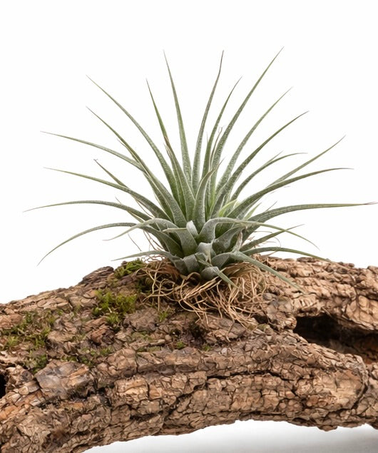 Tillandsia ionantha Luftpflanze mit spitzen grünen Blättern auf strukturierter Rinde