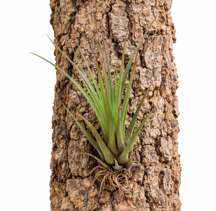 ทิลันดาเซีย เมลานอเครเทอร์ ต้นอากาศอิงอวบนิยมพันธุ์หายาก ใบเขียวเรียวยาวบนเปลือกไม้