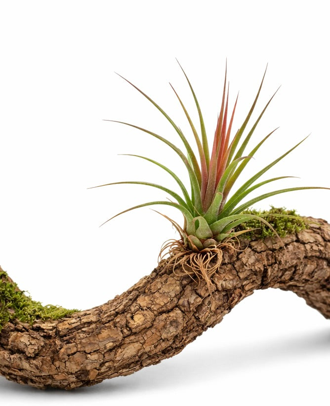 ティランジア・レインフォレスト「レッド」—— 細長い緑と赤の葉が曲がった樹皮に付く着生性エアプランツ