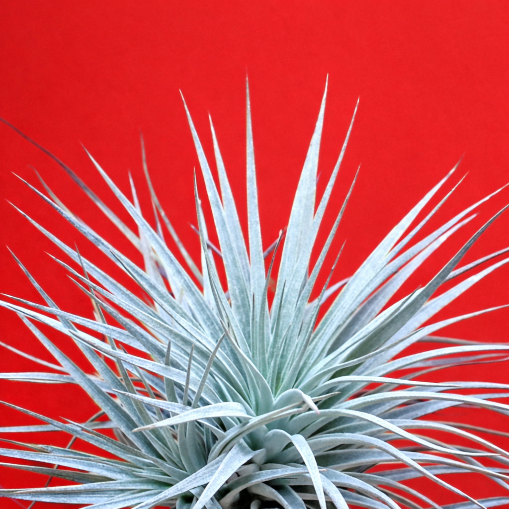 Tillandsia sølv