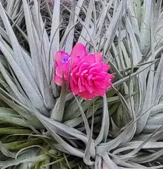 Tillandsia stricta air plant with silvery leaves and vibrant pink flower bloom
