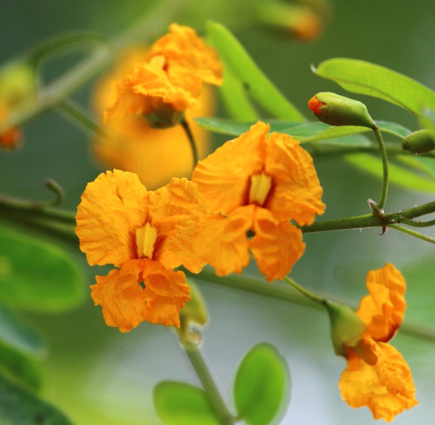 팁우아나 팁우 생기 있는 주황색 꽃과 섬세한 꽃잎, 초록 잎사귀 클로즈업