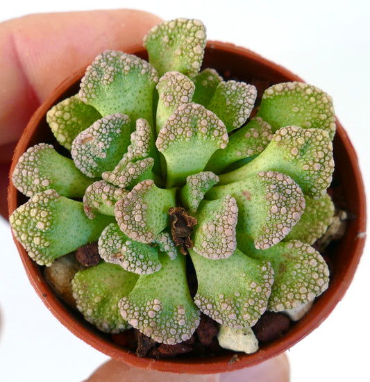 Titanopsis calcarea succulent with textured green leaves and raised beige tubercles in small pot