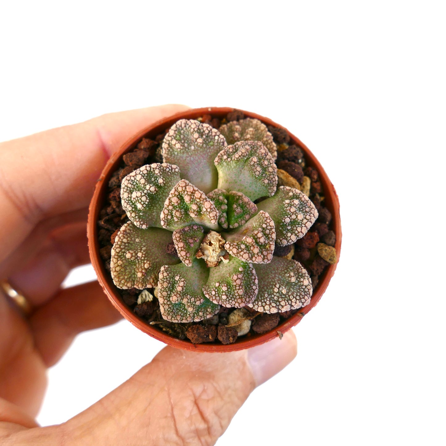 Titanopsis calcarea succulent with textured green leaves and pinkish wart-like bumps in small pot
