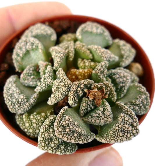 Titanopsis calcarea succulent with textured green leaves covered in white tubercles in small pot