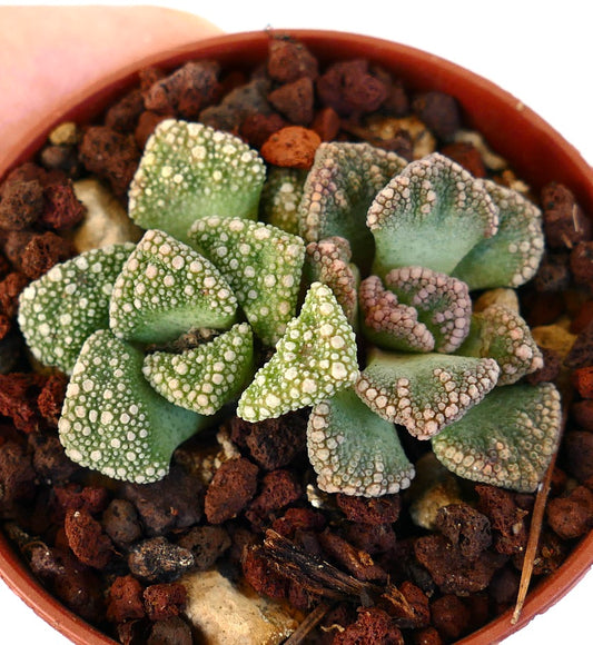 Titanopsis calcarea succulent with textured, bumpy leaves in small terracotta pot