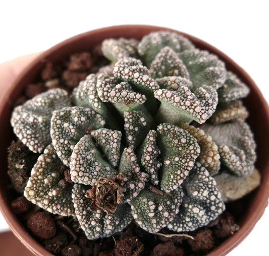 Titanopsis calcarea succulent with textured, bumpy leaves in small terracotta pot