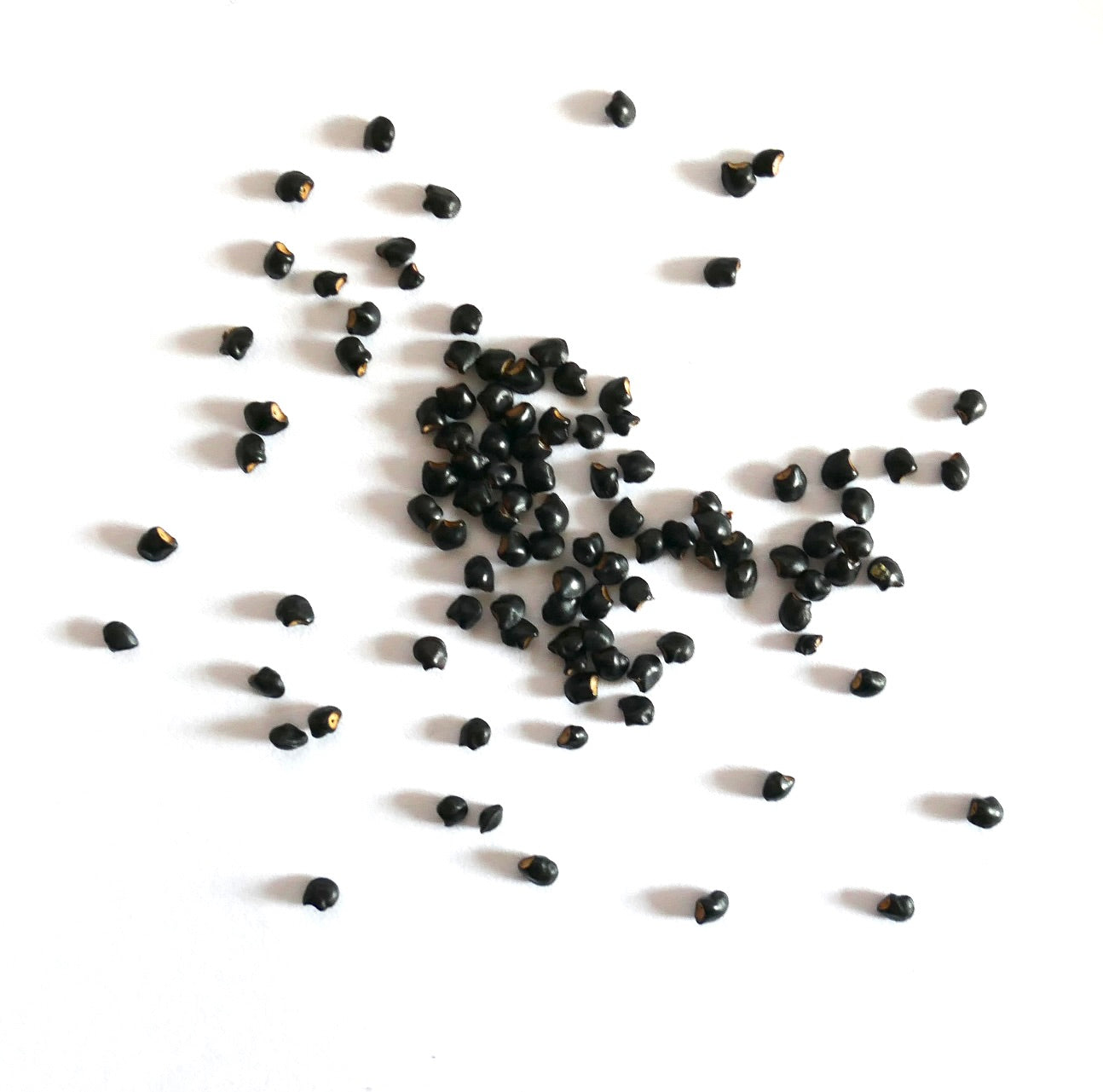 Toumeya papyracantha små svarte kaktusfrø for formering av sukkulentplanter