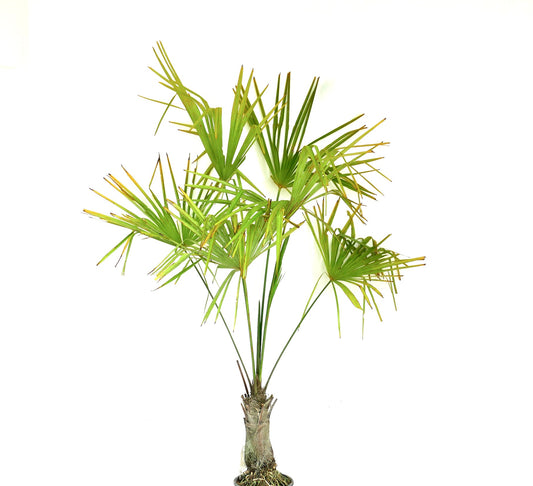 Trachycarpus fortunei palm with fan-shaped green leaves and textured trunk specimen