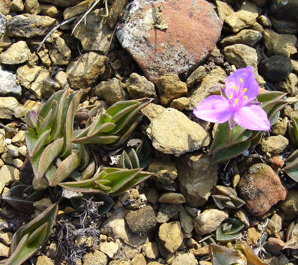 Tradescantia navicularis succulent plant with fleshy green leaves and purple flower