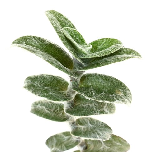 Tradescantia sillamontana fuzzy green succulent leaves with dense white hairs