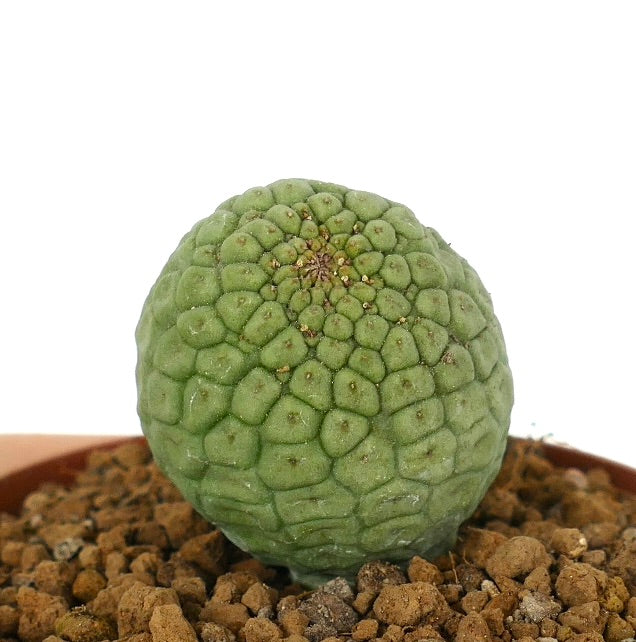 トリコカウロン・カクチフォルミス 珍しい多肉植物のサボテン、質感のある緑色のセグメント状の表面がある鉢植え