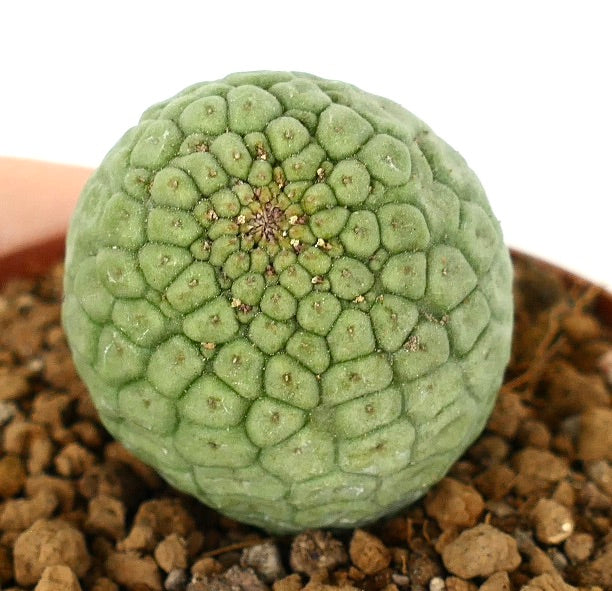 Trichocaulon cactiformis 48XY | Botanical Archive | カクチフォーム植物