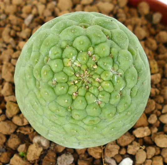 Trichocaulon cactiformis raro succulenta con struttura del fusto verde segmentata e arrotondata