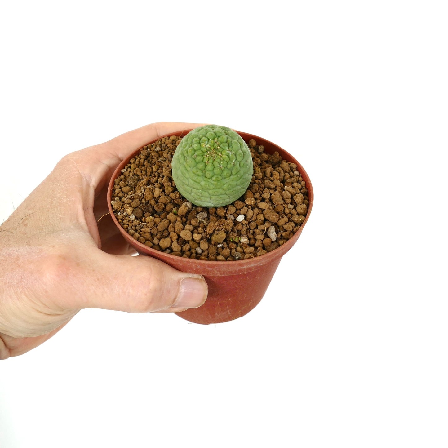 トリコカウロン・カクティフォルミス 小さな緑色の多肉植物 丸みを帯びた質感のある表面 鉢植え