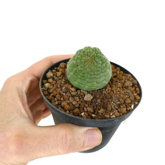 Trichocaulon cactiformis succulenta rara con stelo arrotondato verde e testurizzato in vaso piccolo