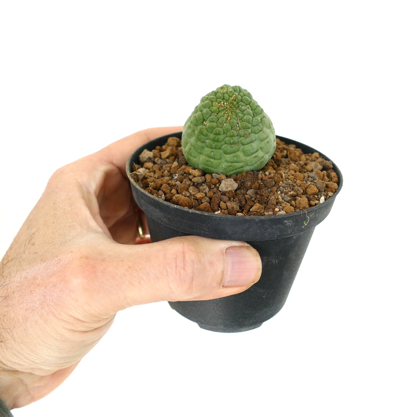 トリコーラオン・カクティフォルミス 小さなサキュレント 多肉植物 黒い鉢に入ったでこぼこした質感の緑色の茎のサボテン