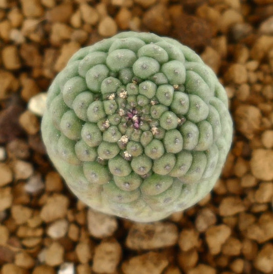 Trichocaulon cactiformis succulenta con tubercoli arrotondati raggruppati e colore verde pallido