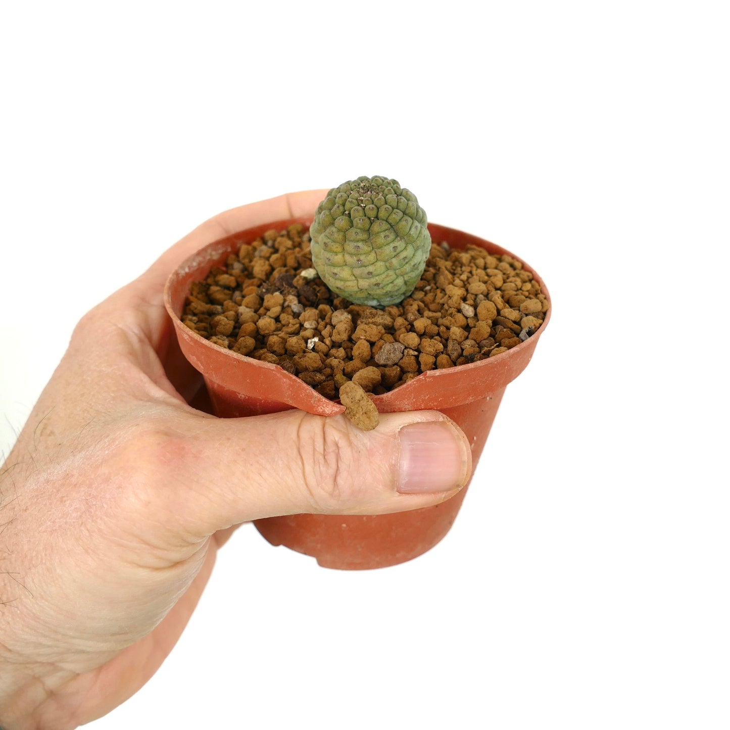 トリコカウロン・カクティフォルミス 小さな多肉植物、質感のある緑色のセグメント状の茎が鉢に入っています