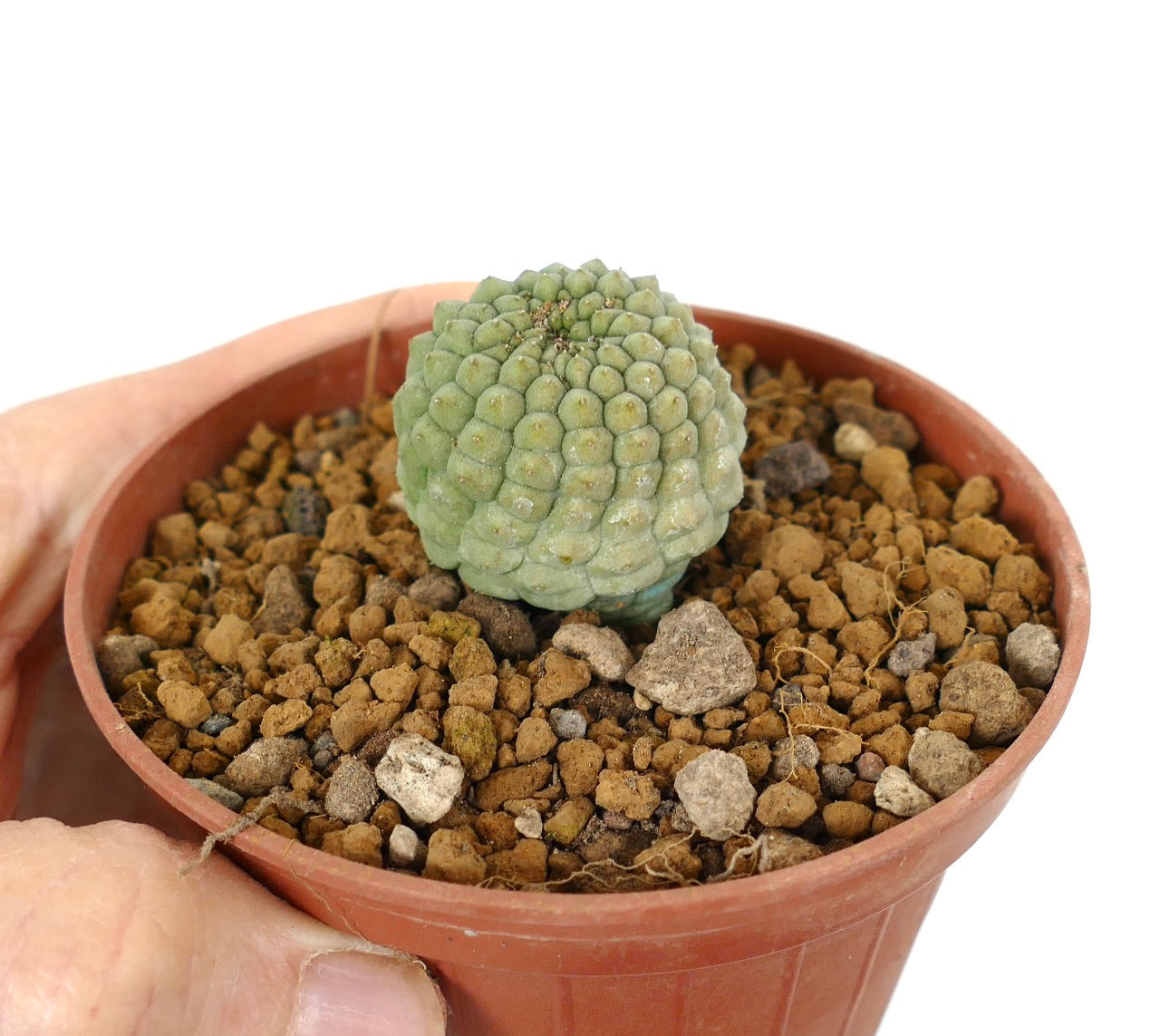 トリコカウロン・カクティフォルミス 小型多肉植物のサボテン、丸みを帯びた肋状の区画が特徴、テラコッタ鉢入り