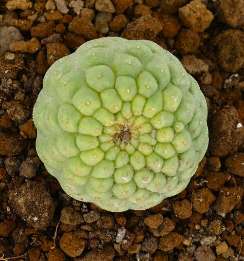 Trichocaulon cactiformis raro succulent con tubercoli arrotondati e colore verde pallido