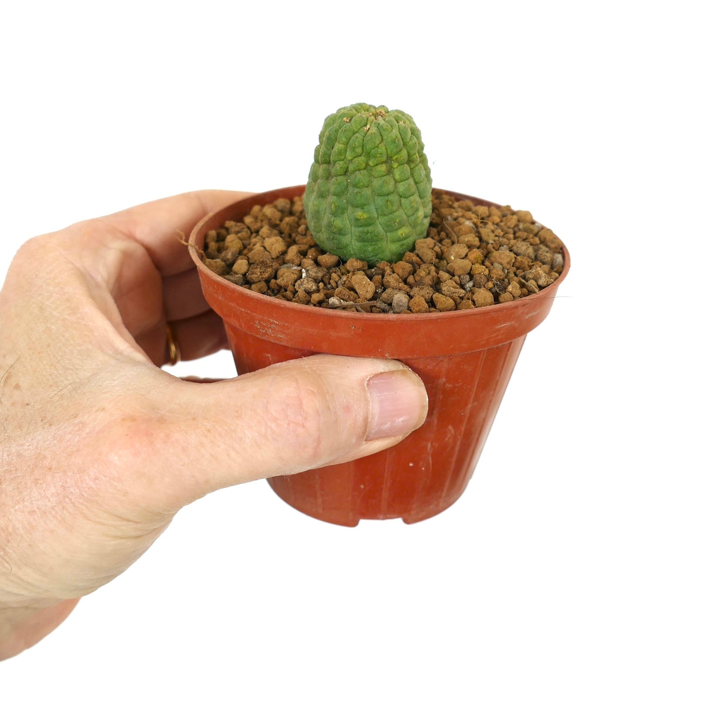 Trichocaulon cactiformis piccola succulenta con tubercoli verdi strutturati in vaso di terracotta