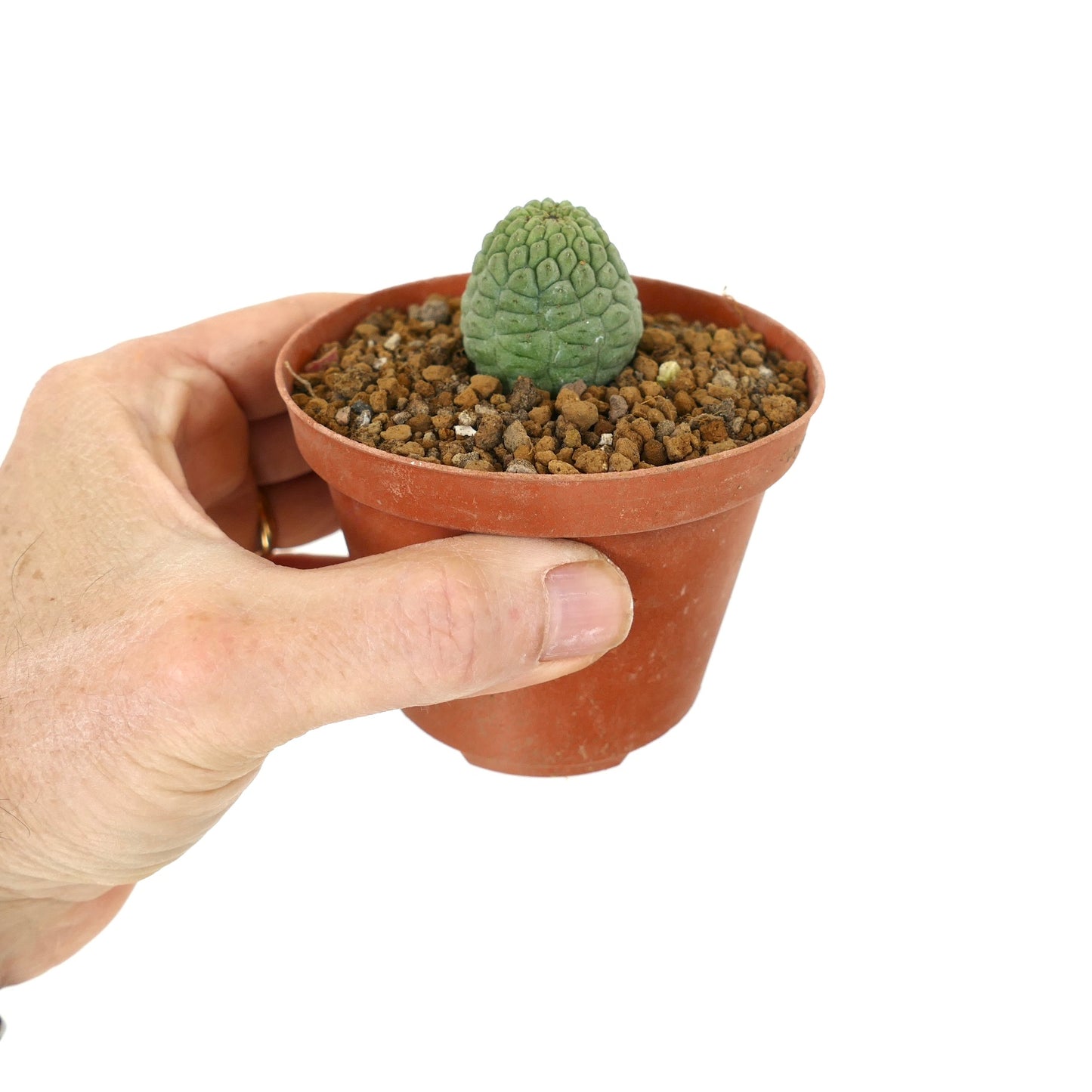 Trichocaulon cactiformis piccola succulenta con fusto verde strutturato in vaso di terracotta