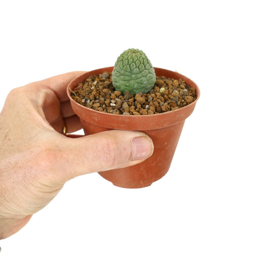 Trichocaulon cactiformis piccola succulenta con fusto verde strutturato in vaso di terracotta