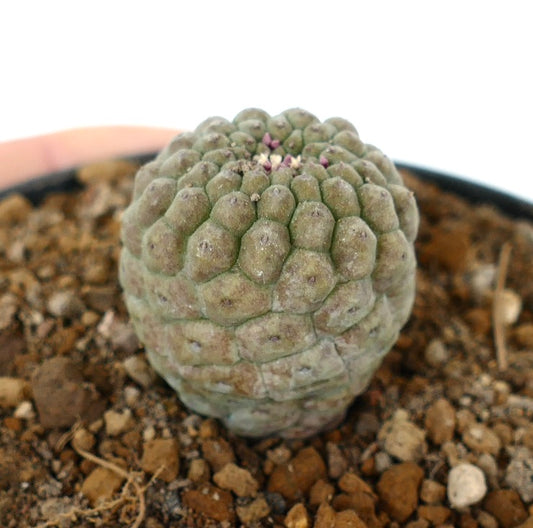 Trichocaulon cactiformis raro cactus succulento con tubercoli raggruppati e piccoli boccioli rosa