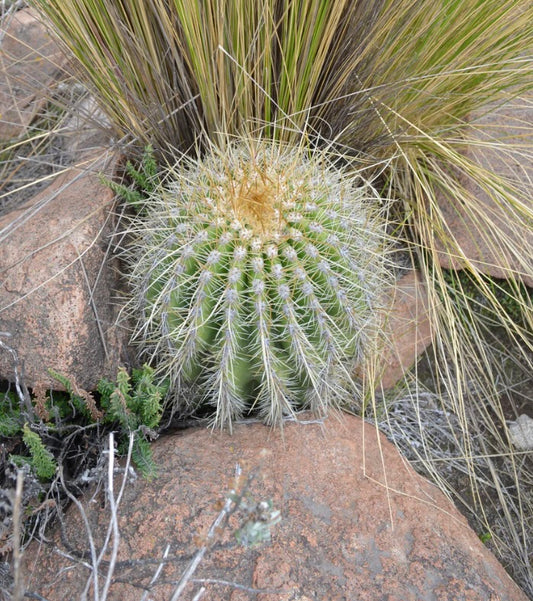 Trichocereus bertramianus round green cactus with long white spines and golden center