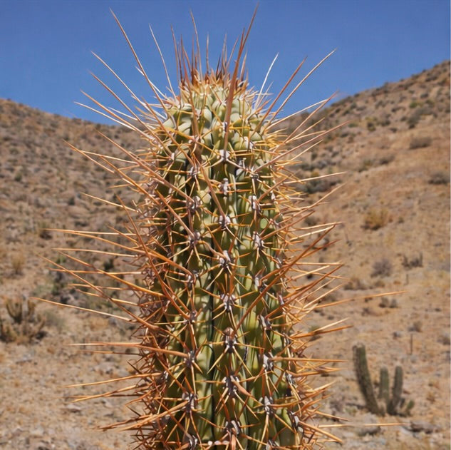 Trichocereus chilensis var. borealis cactus with long sharp orange spines in desert environment