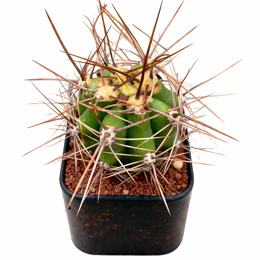 Trichocereus escayachensis cactus succulent avec de longues épines brunes proéminentes dans un pot noir