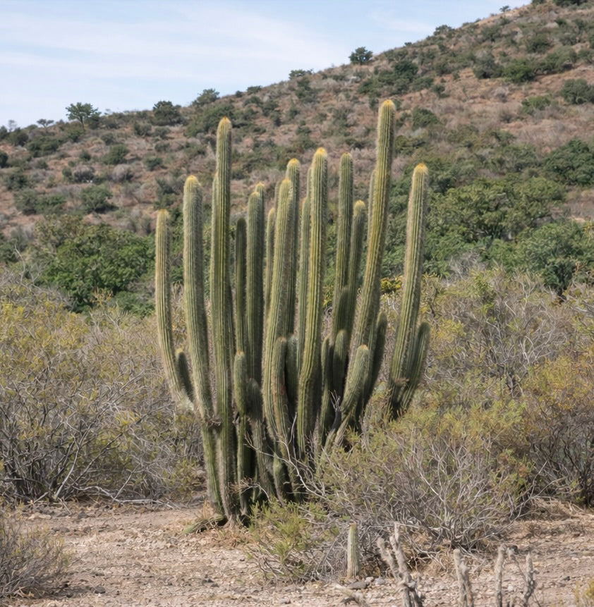 Trichocereus leucostele tall columnar cactus with ribbed green stems and yellow spines