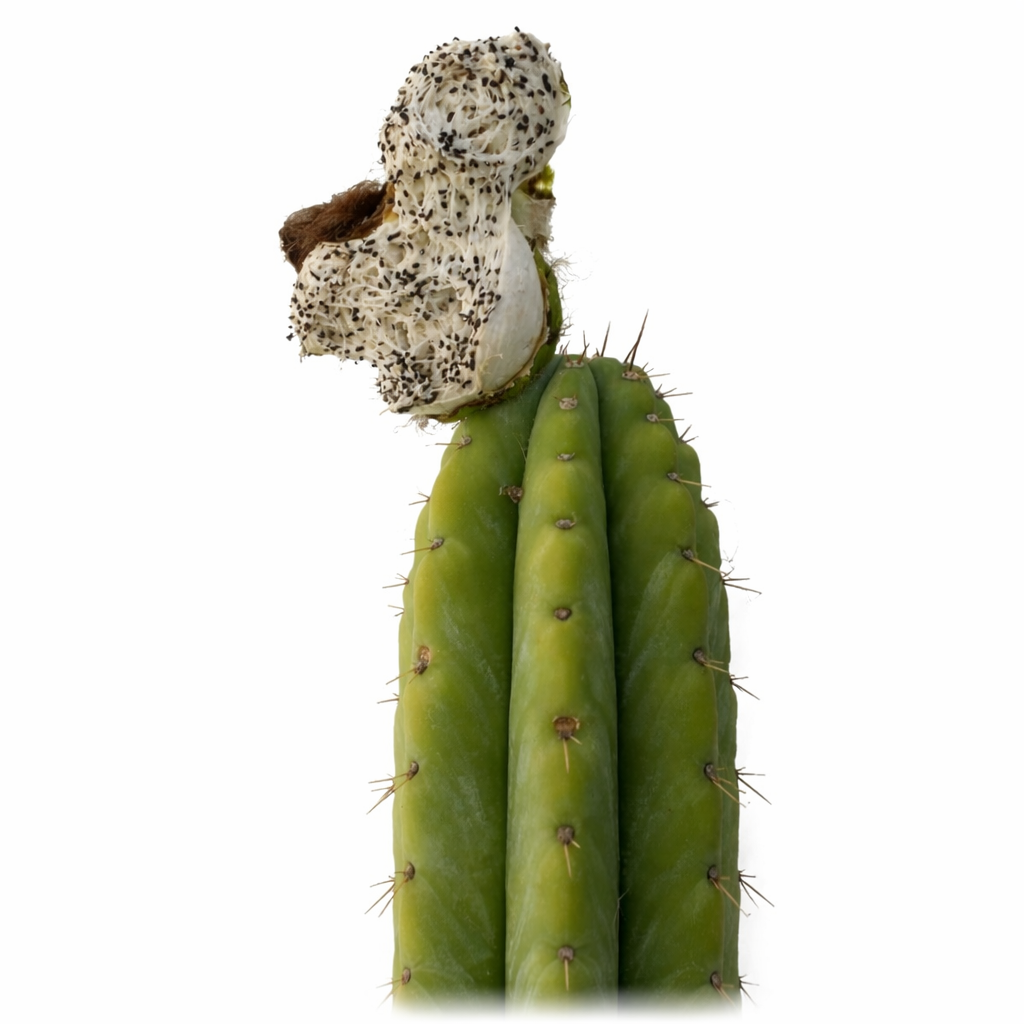 Tige de cactus Trichocereus macrogonus avec fruit séché et graines, succulent vert côtelé