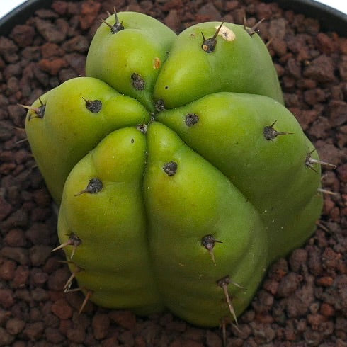 Trichocereus pachanoi small green cactus with thick ribs and short spines