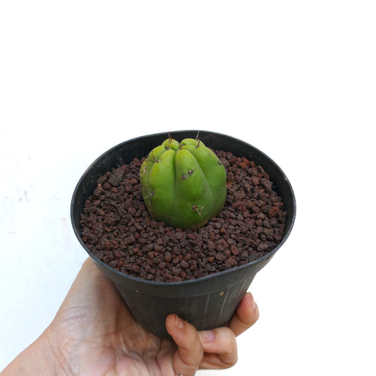 Trichocereus pachanoi small green cactus with few spines in black pot succulent