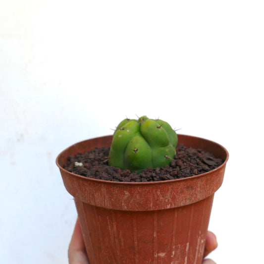 Trichocereus pachanoi small green cactus with rounded ribs and short spines in pot