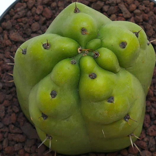 Trichocereus pachanoi rare succulent cactus with thick green stems and small spines