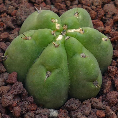 Trichocereus pachanoi small green succulent cactus with rounded ribs and short spines