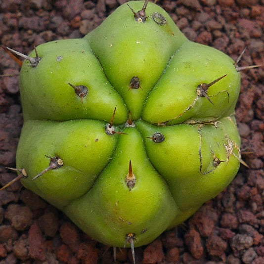 Trichocereus pachanoi rare succulent cactus with thick green ribs and short spines on rocky soil