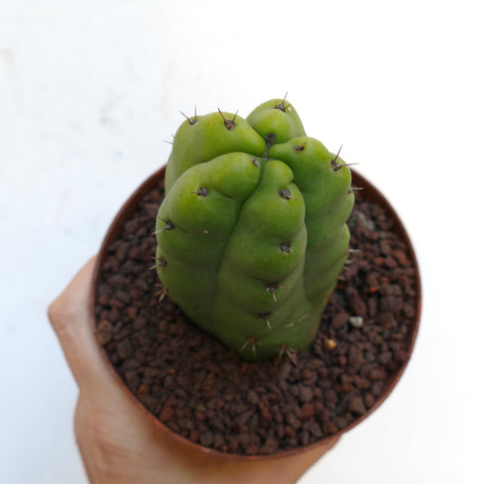 Trichocereus pachanoi succulent cactus with thick green ribs and small spines in pot