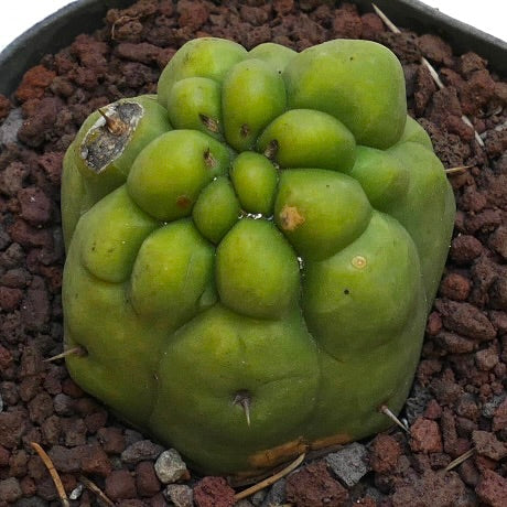 Trichocereus pachanoi rare succulent cactus with rounded, clustered green stems and minimal spines