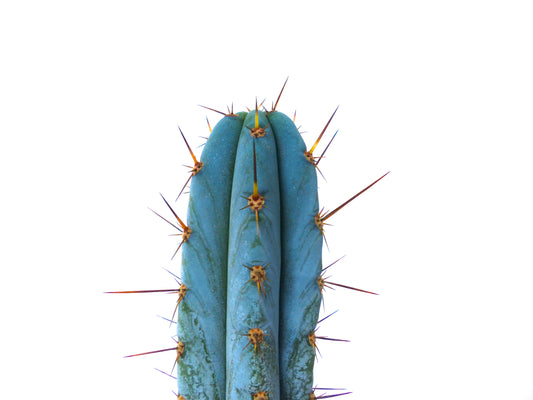 Lateral portrait of Trichocereus pachanoi Super Blue Form showing its color on a white background