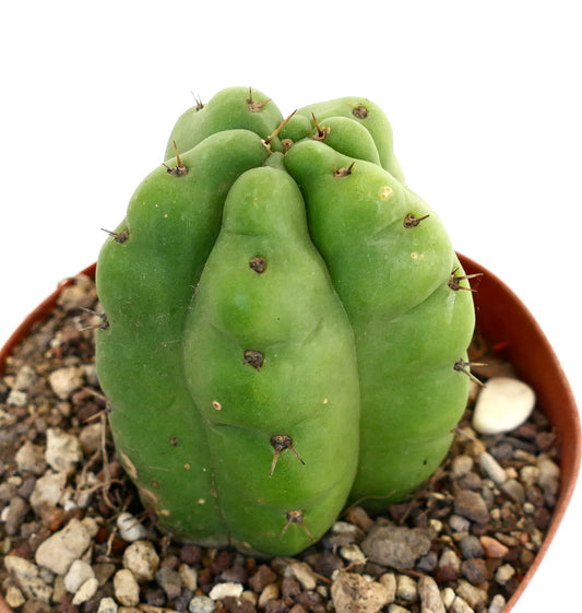 Trichocereus pachanoi rare succulent cactus with thick green ribs and small spines in pot