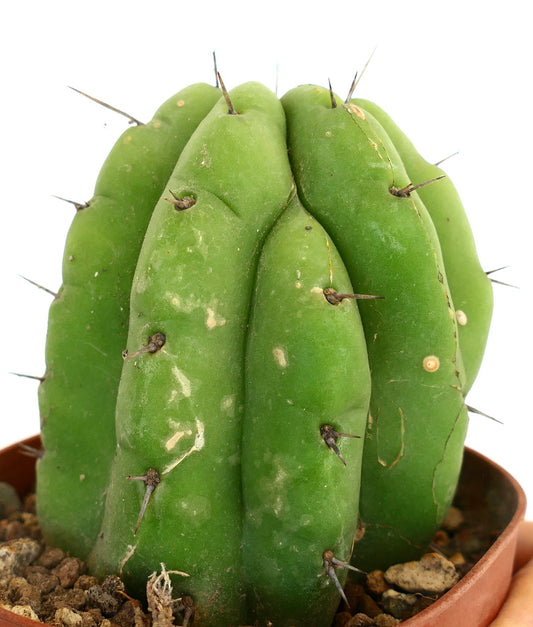 Trichocereus pachanoi succulent cactus with thick green ribs and short brown spines in pot