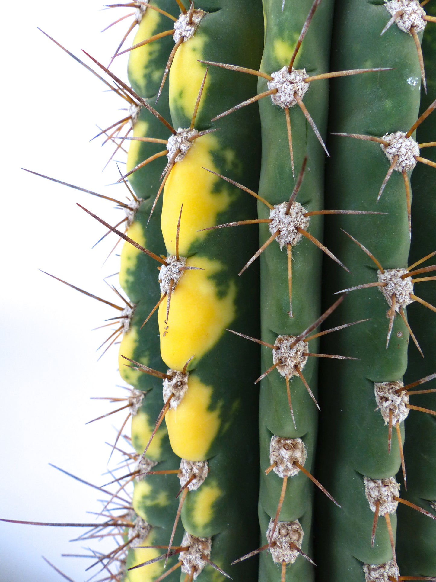 Cereus pasacana cactus with variegated yellow and green ribs and sharp brown spines close-up