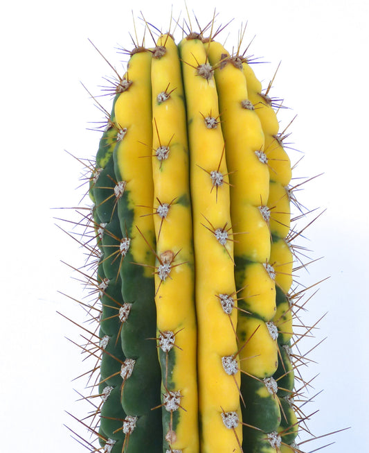 Cereus pasacana variegated cactus with yellow and green ribs and sharp brown spines